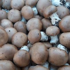 Champignon De Paris Marron Champignon De Paris Marron 20 champignon de Paris brun pays 500g | Les paniers du cazalet