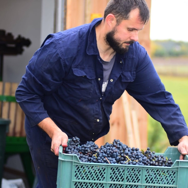 Winobranie 2023 - Warsztaty z produkcji wina.