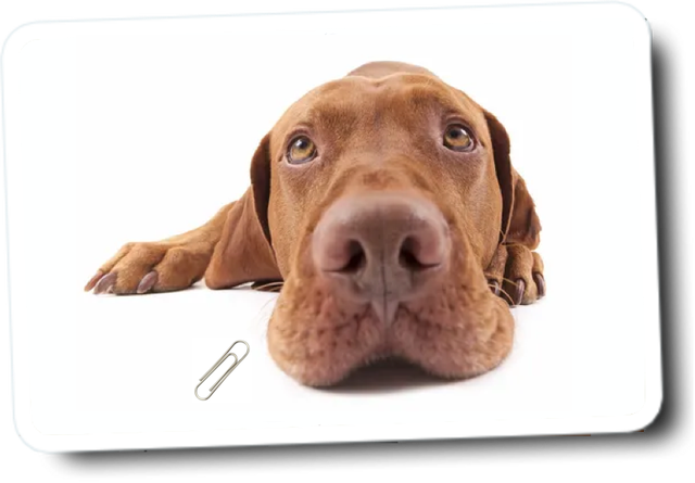 Suche nach klein(st)en Gegenständen - Einzeltraining