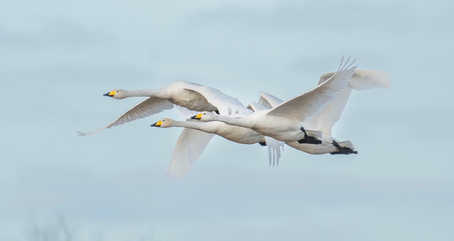 30 x 60 Acrylic Print 