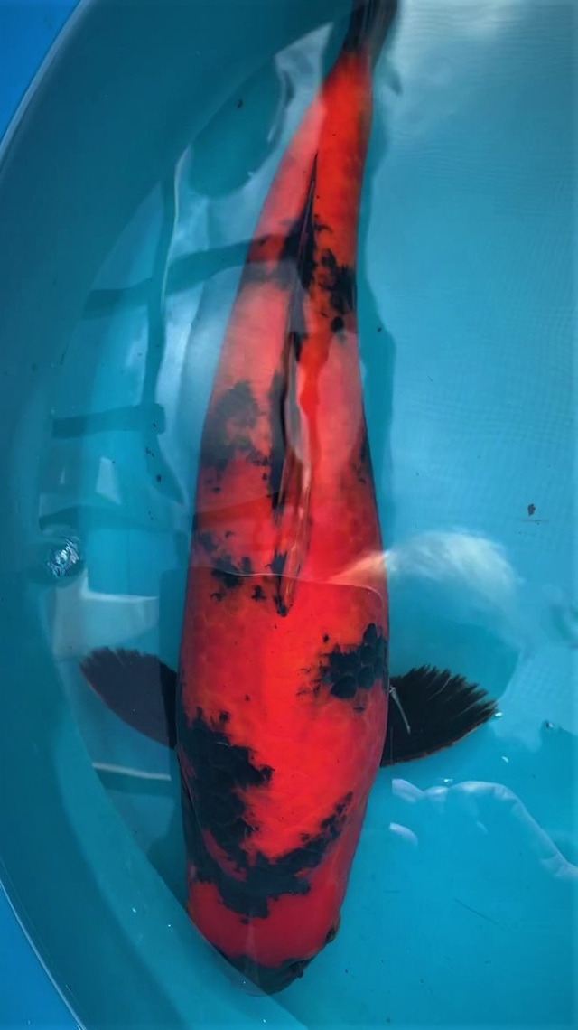 Hi Utsuri - HQ from Shinoda - approx 45 cm