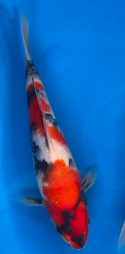 Showa -VHQ Tosai from Sakamaki approx 26cm