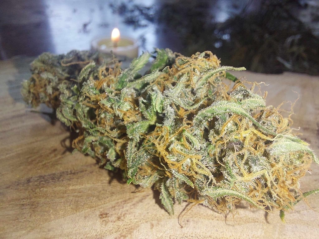 Himalayan Indoor 10g