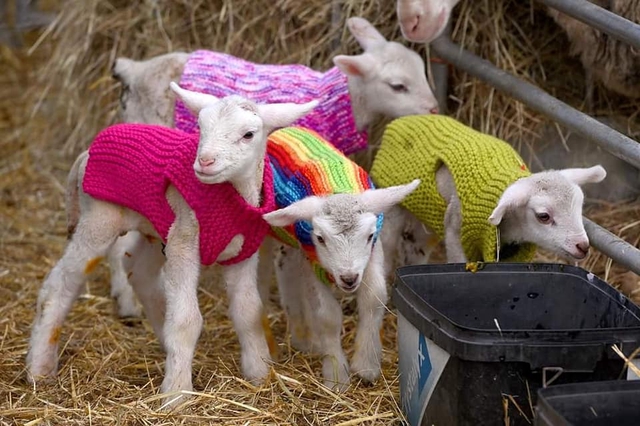 Lucky Ewe lamb / dog knitted jacket (colours chosen at random)