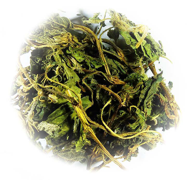 Nettle leaf wild 🇫🇷 