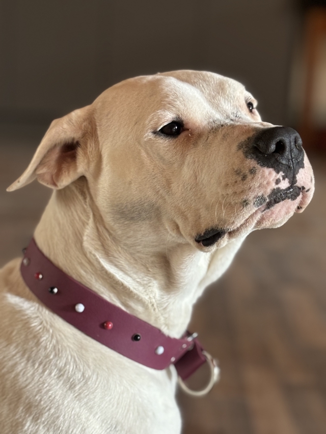 Zugstopp Halsband Weinrot 38 mm