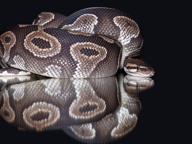 Königspython 1 - Querformat