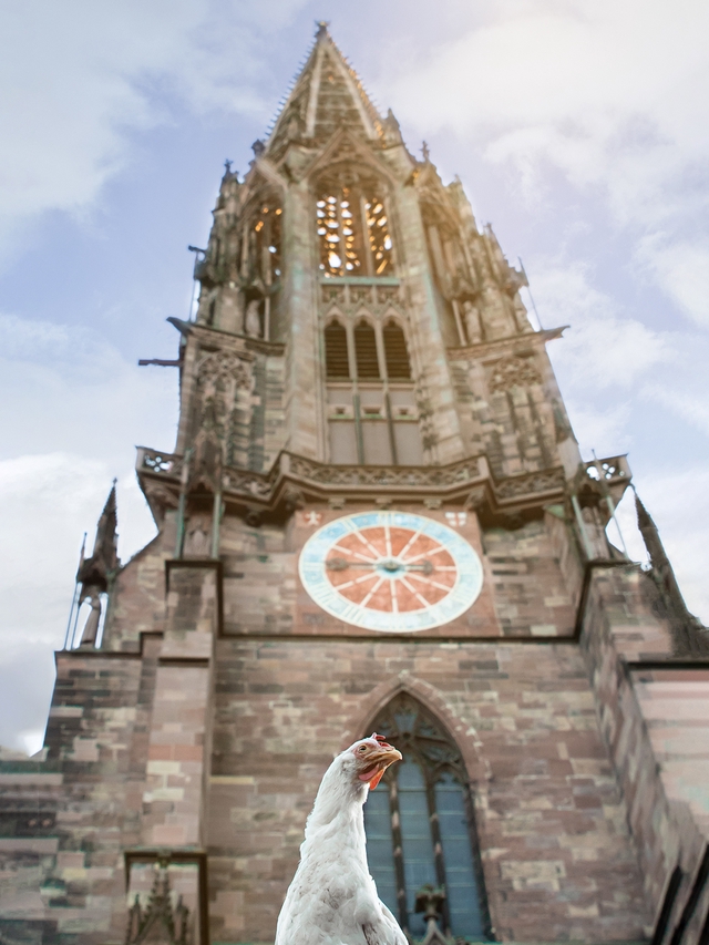 Münsterhuhn - Hochformat