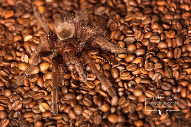 Goliath-Vogelspinne - Querformat 