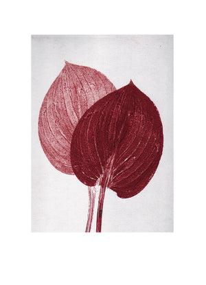 BotanikDruck Herzblattlilie