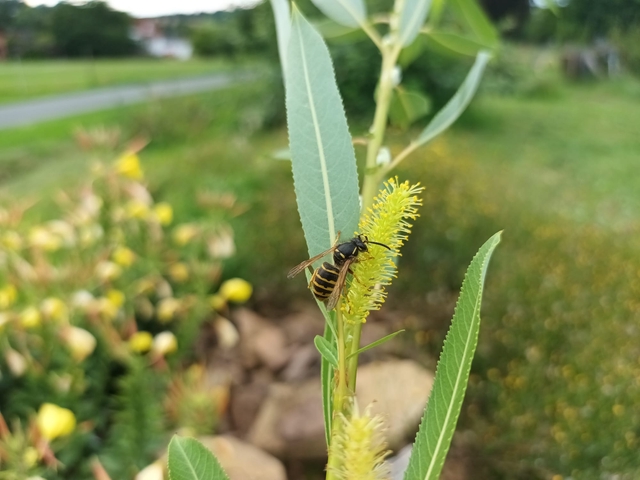 20x Steckhölzer Immerblühende Mandelweide