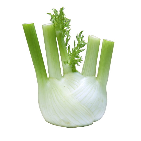 Bio Fenchel 1 Stück ca. 300g (1kg = 5,99€)