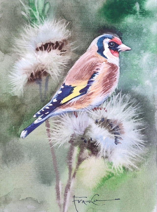 Szczygieł, 35x28 (24x18 w świetle passe-partout) akwarela 2024