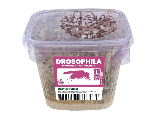 Repto fruitfly large