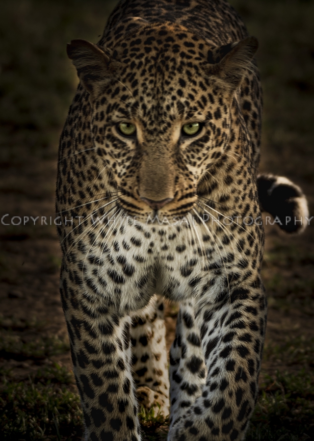Strength and beauty, small but extraordinarily strong the female leopard Kaboso.