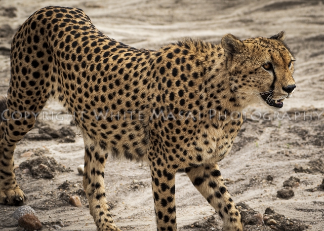 The perfect athlete, as the world’s fastest land mammal.