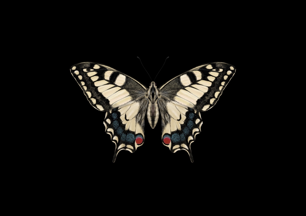 banner_image