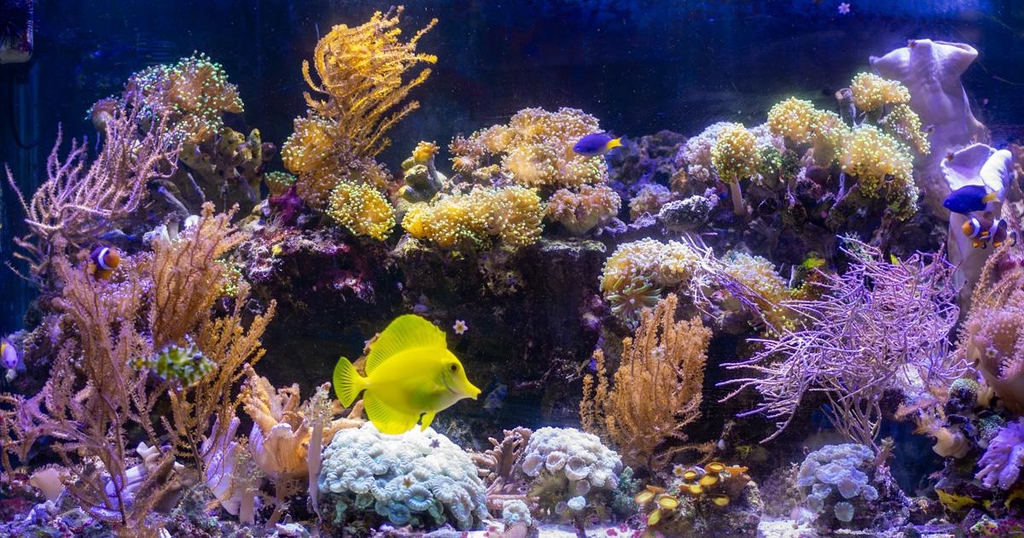 Océan, étang ou rivière : tous les mondes aquatiques prennent vie chez vous.