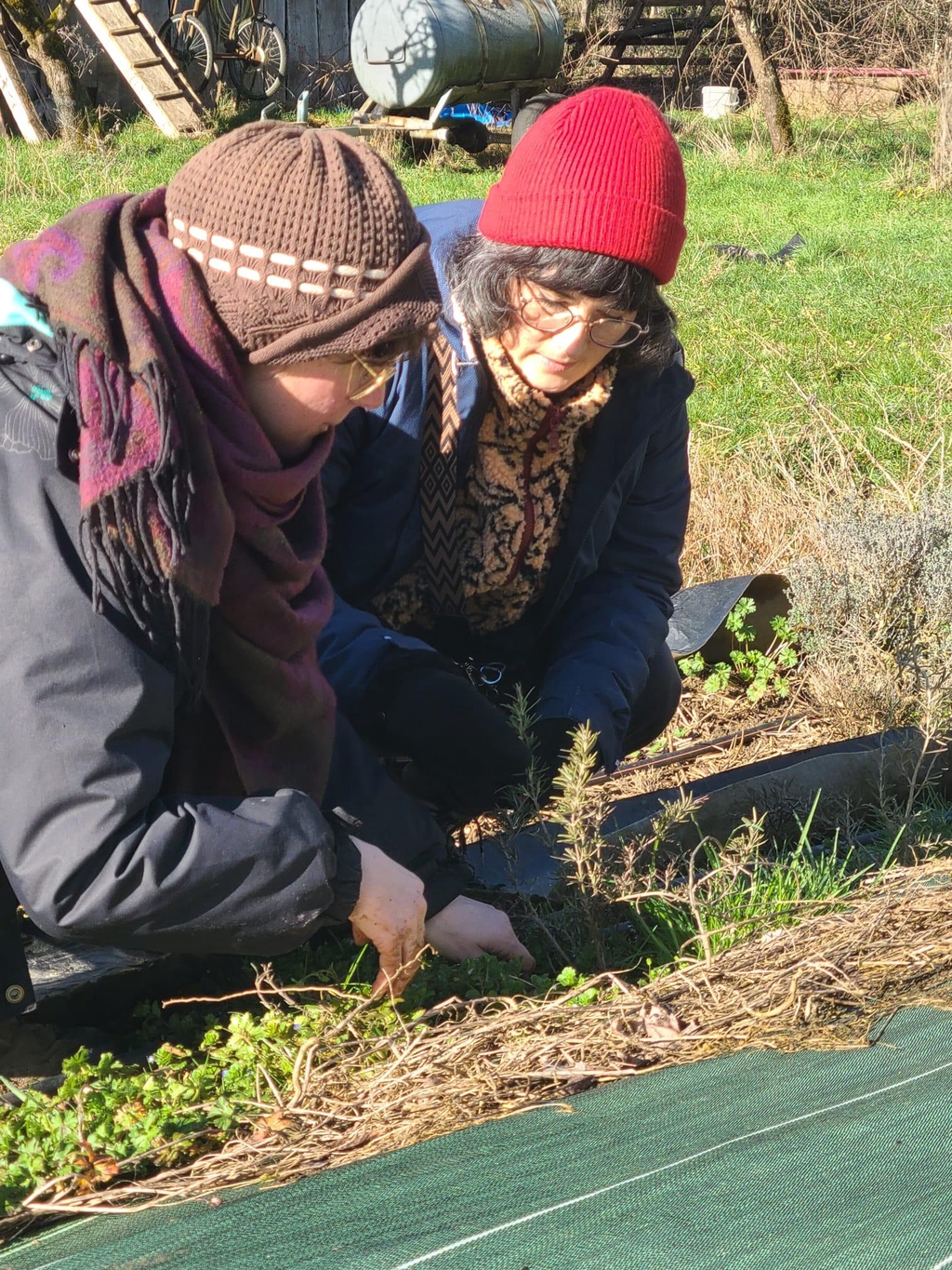 Deux personnes accroupies en train d'échanger sur les plantes médicinales (du romarin).