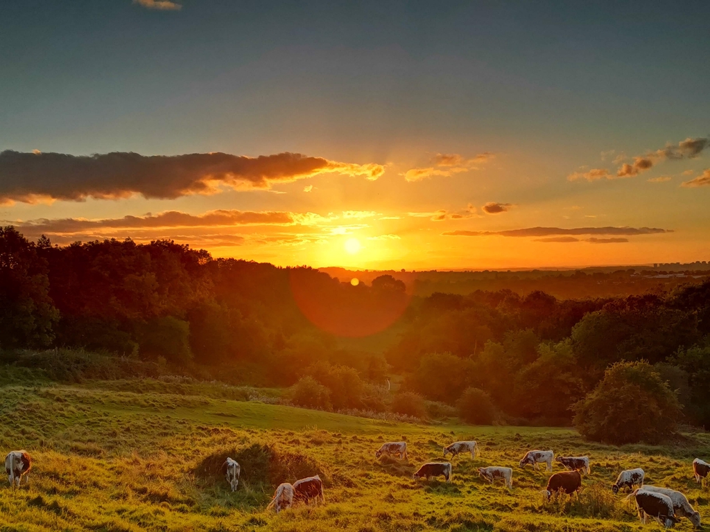 Friends of The Leasowes