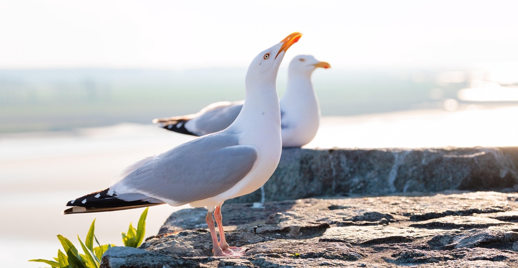 couverture calendrier goélands argentés