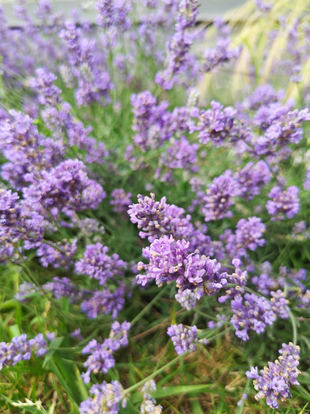 Fleurs du jardin séchées à l'atelier
