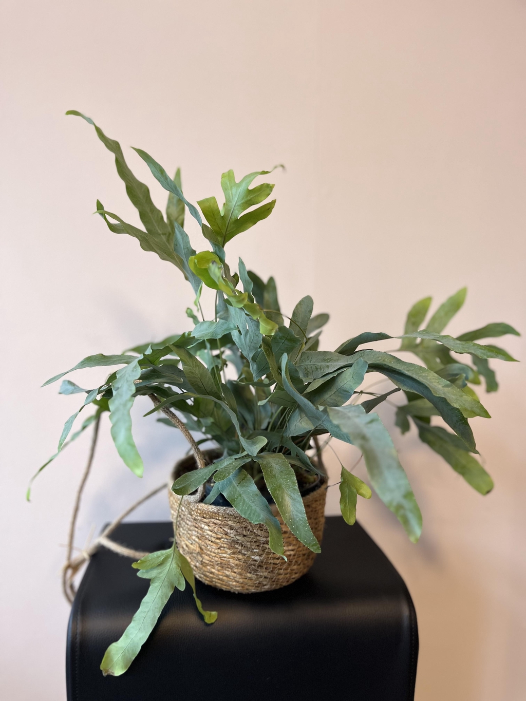 product_list_image_cover