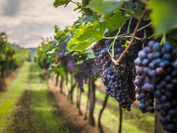 Rotwein feinherb