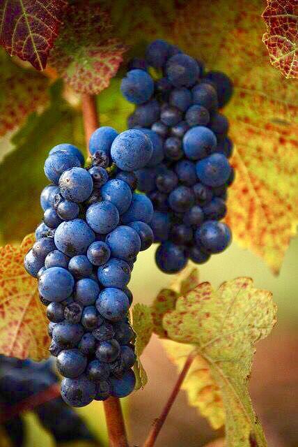 Rotwein trocken