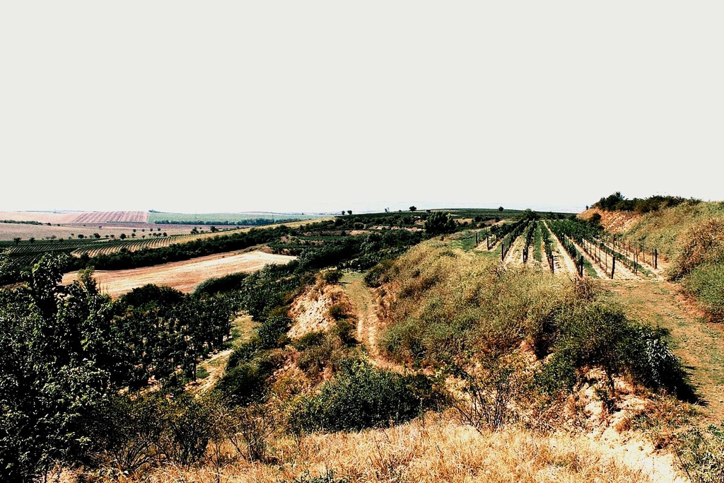 banner_image