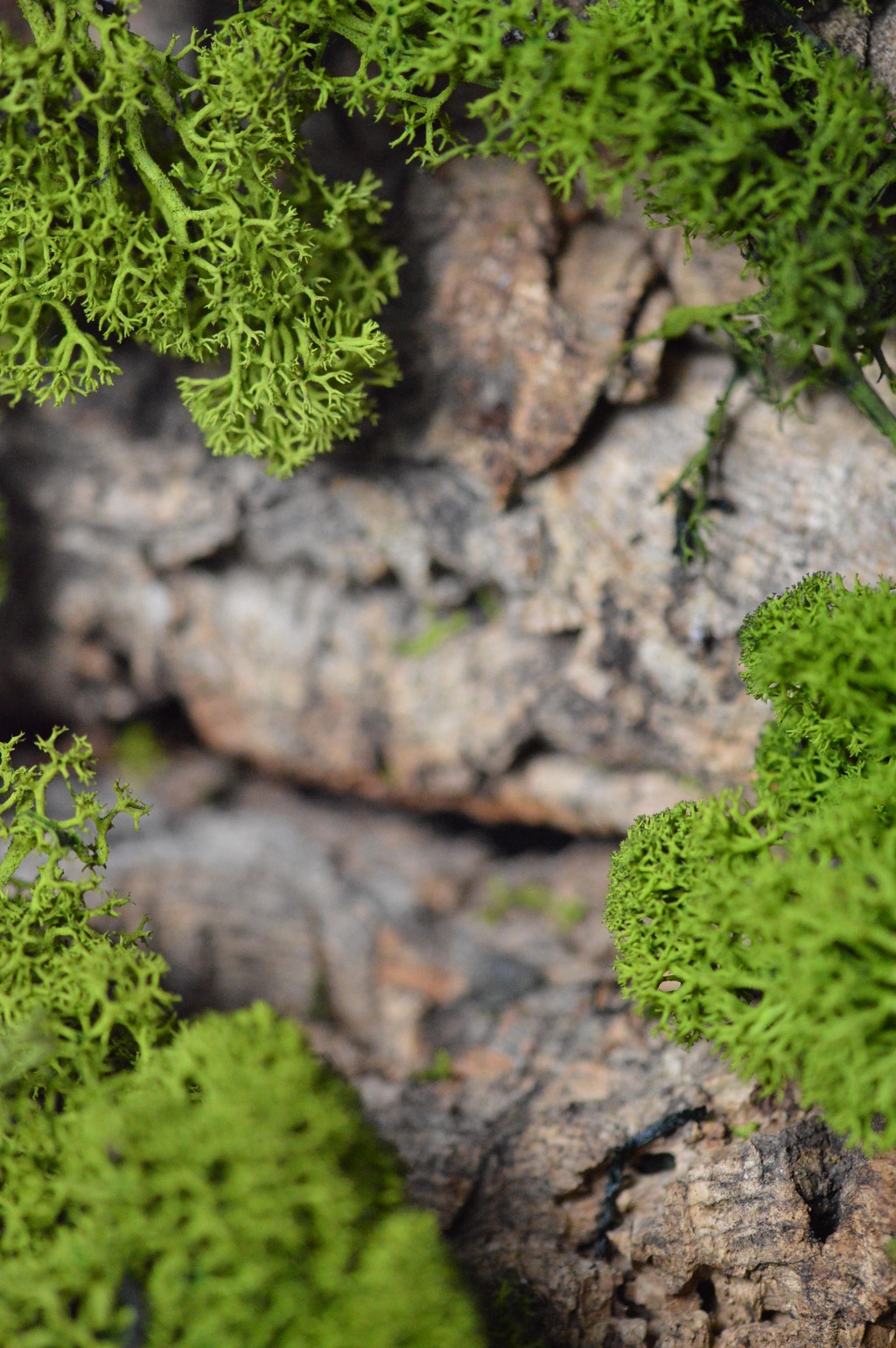 banner_image