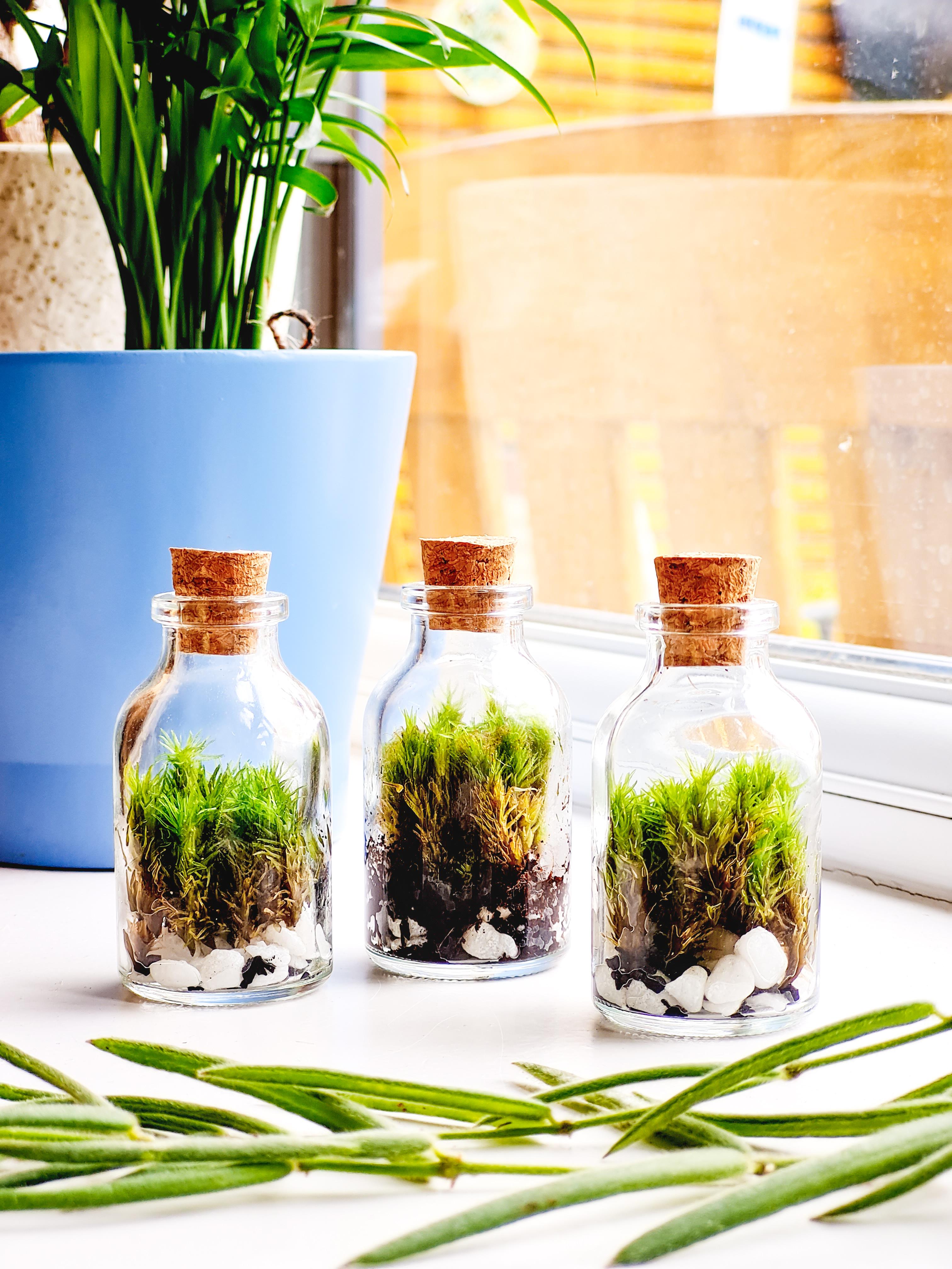 Moss Terrariums
