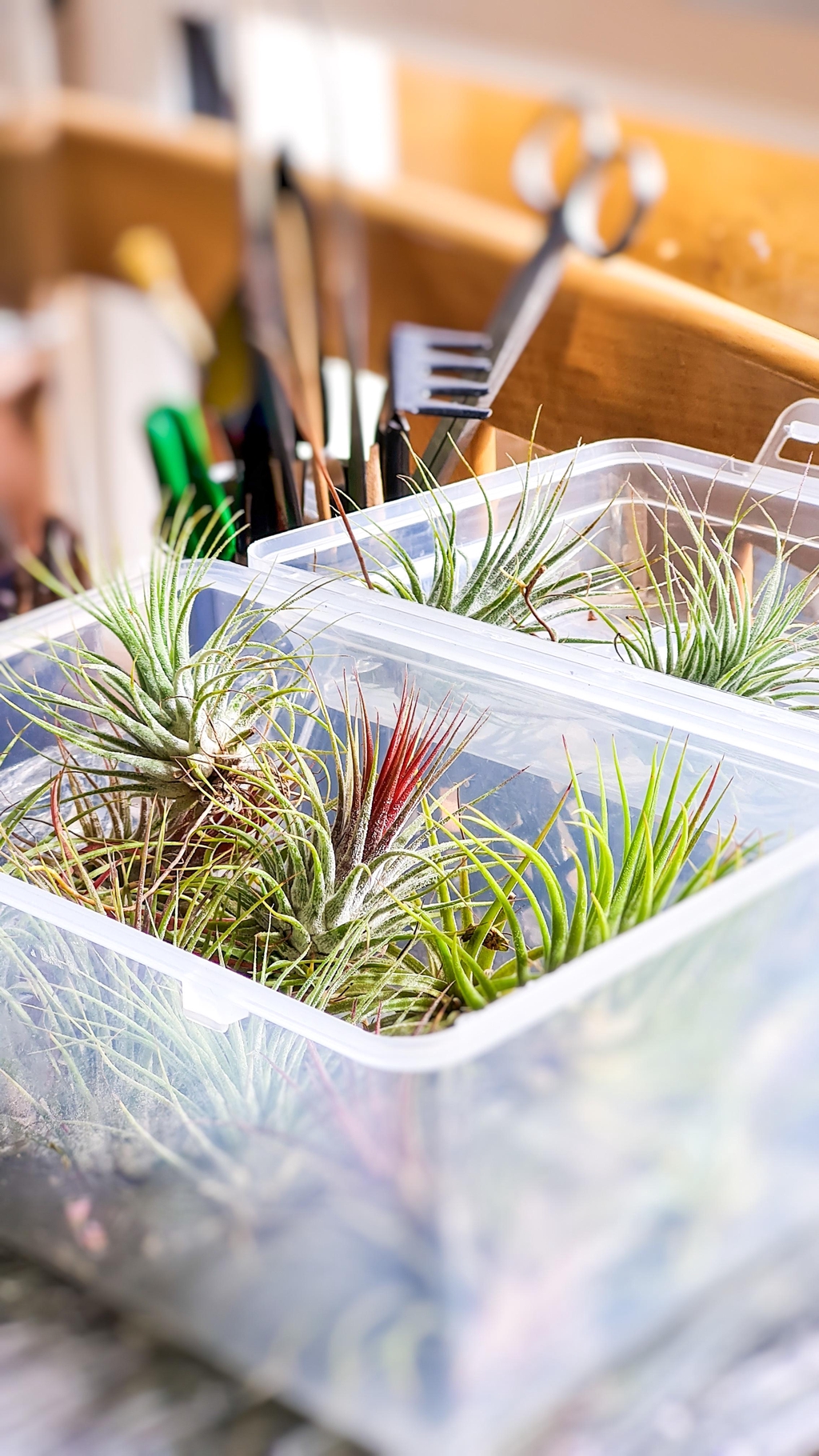 Air plant terrariums 