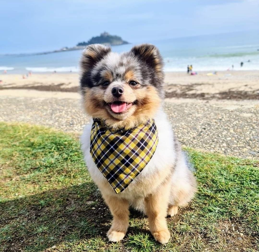 Handmade accessories for you and your pets