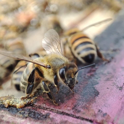 Les Ruchers du Locquenay, Apiculteur récoltant dans la Sarthe.