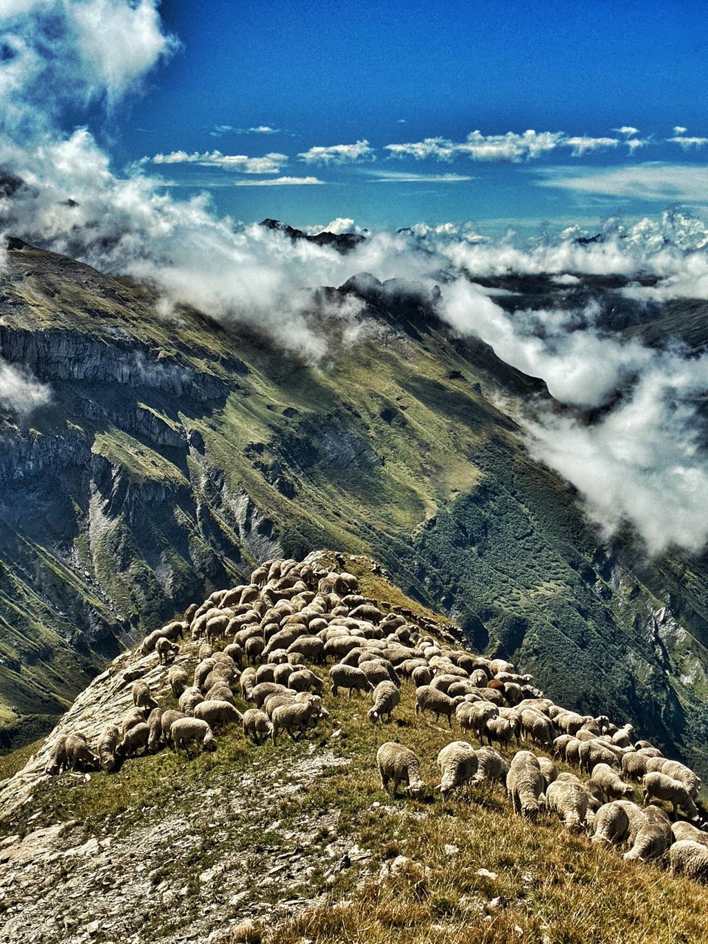 Brebis Mérinos : élevage naturel et viande d’agneau savoureuse