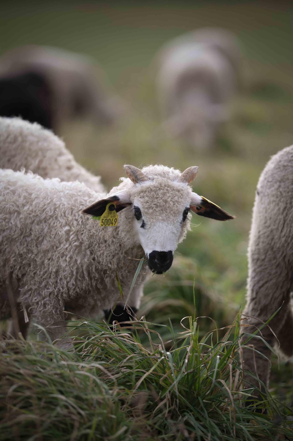 Vente en ligne de produits fermiers : fromages de brebis, viande d’agneau et savons artisanaux