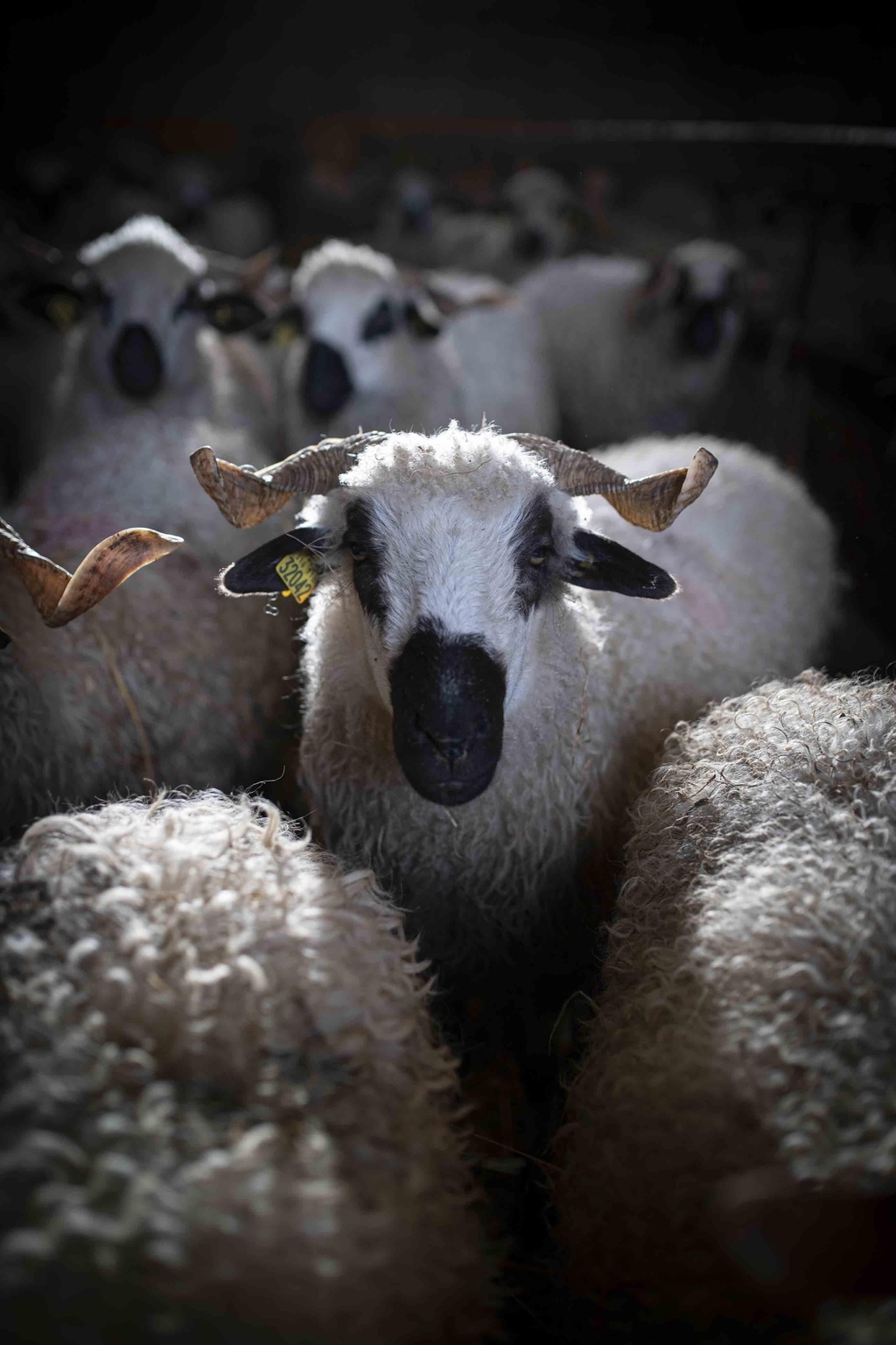 La Magie des Brebis Thônes et Marthod : Lait, Fromages et Gourmandise de Montagne