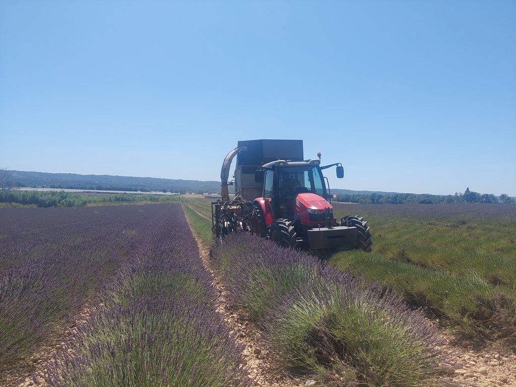 Les lavandes d'isabelle et sébastien