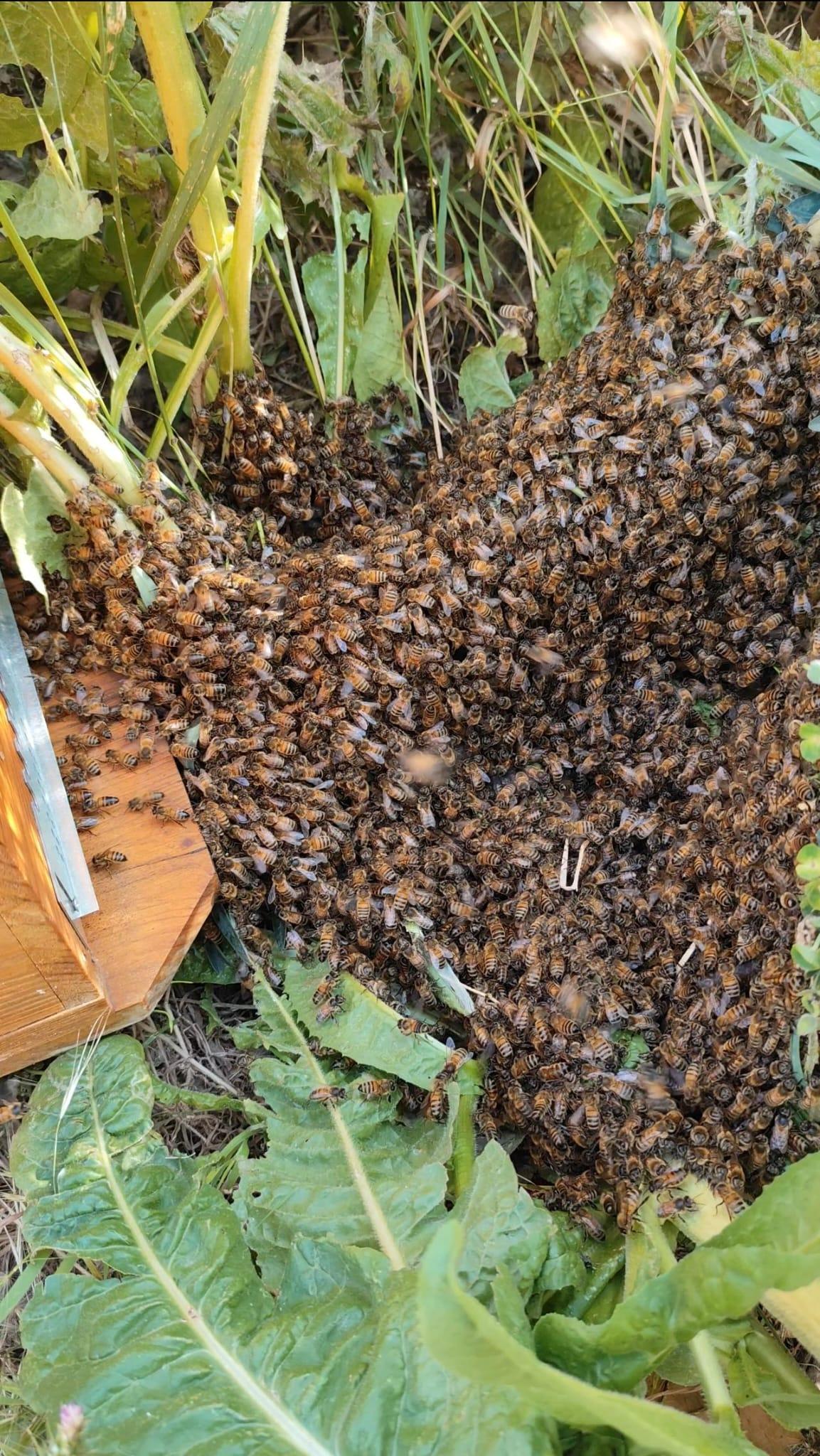 Récupération gratuite d’essaims d’abeilles à Lyon et ses alentours