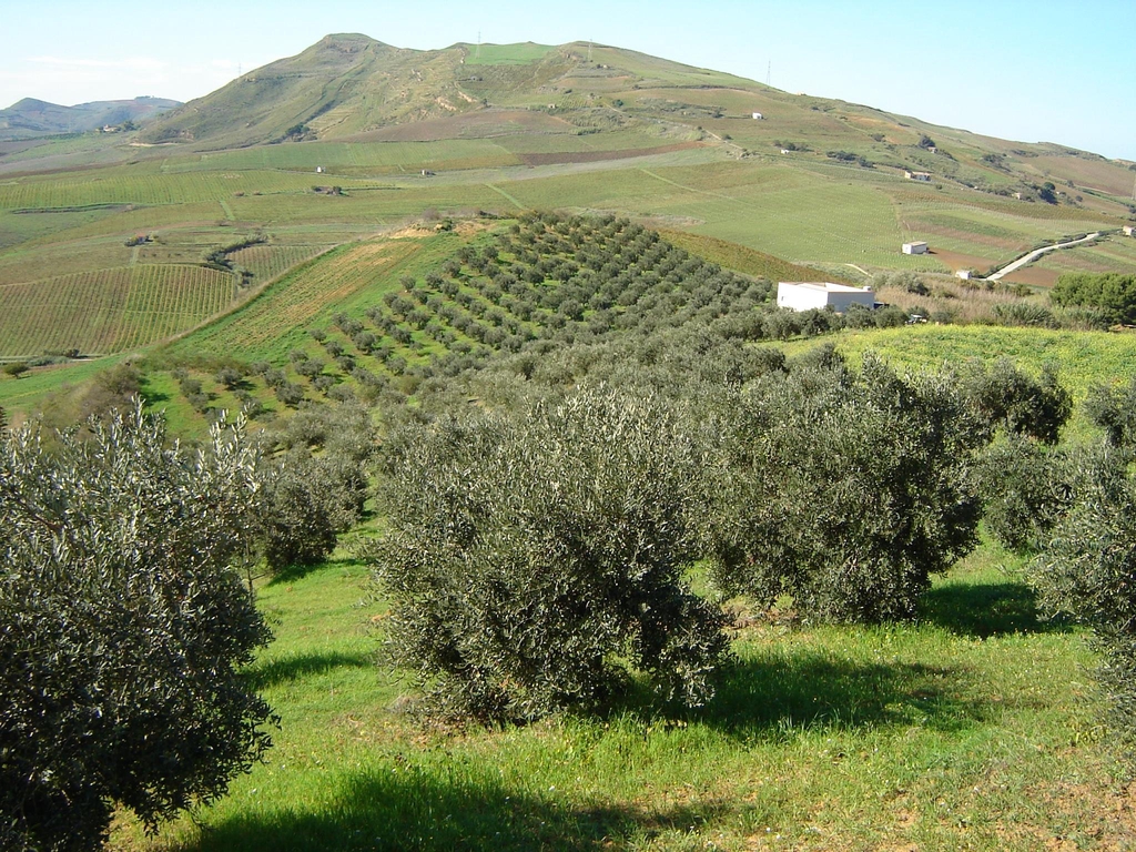 Azienda Agricola Ammoscato