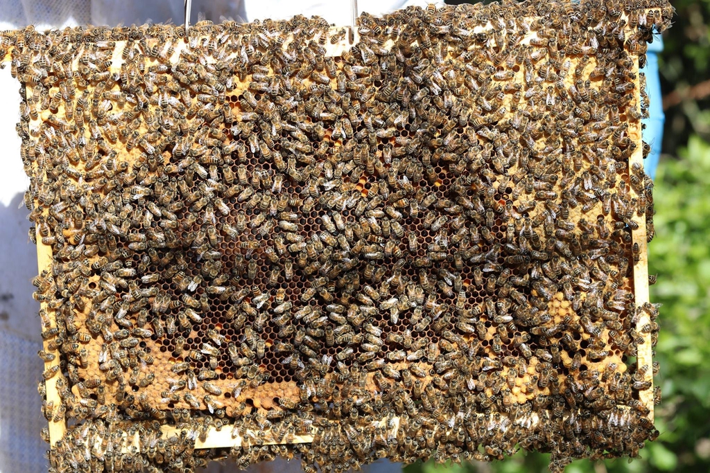 Bienvenue sur le e-shop du Rucher de Gïlmi 