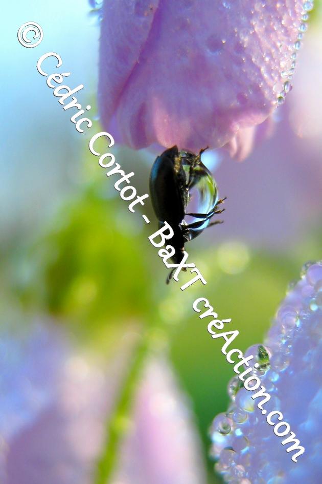 product_list_image_cover