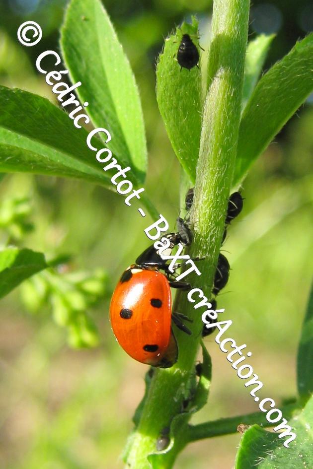 product_list_image_cover