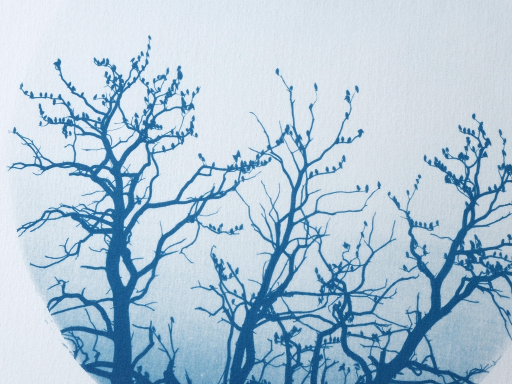 Les cyanotypes de Julie