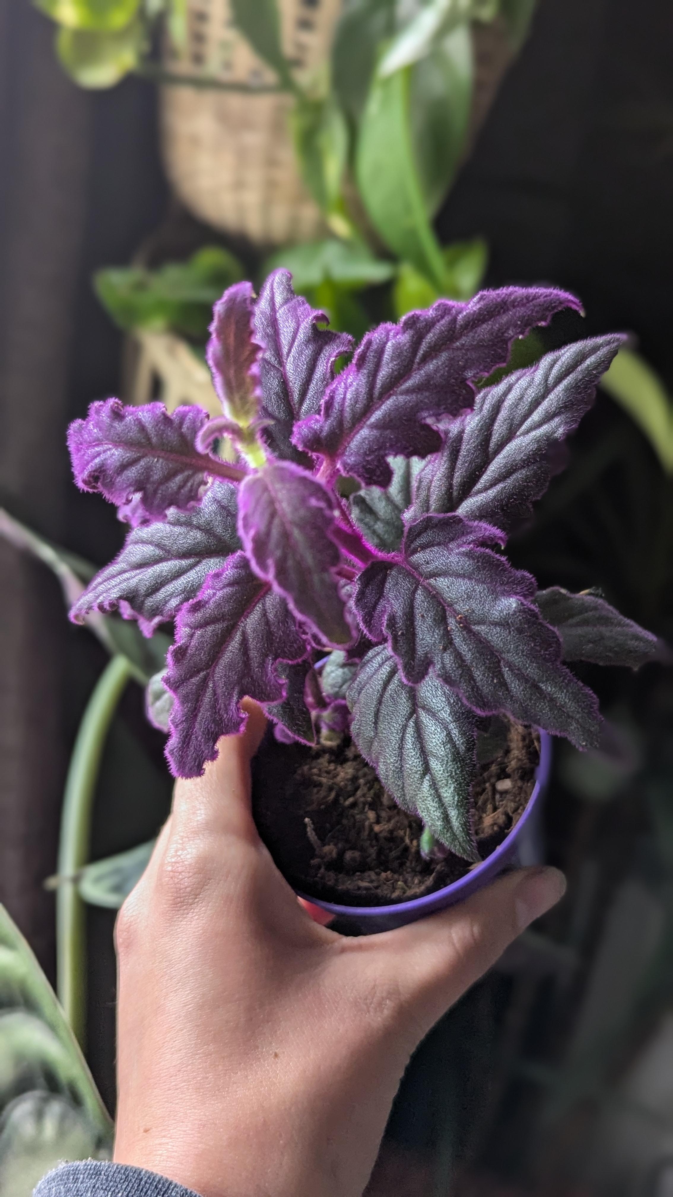Indoor
