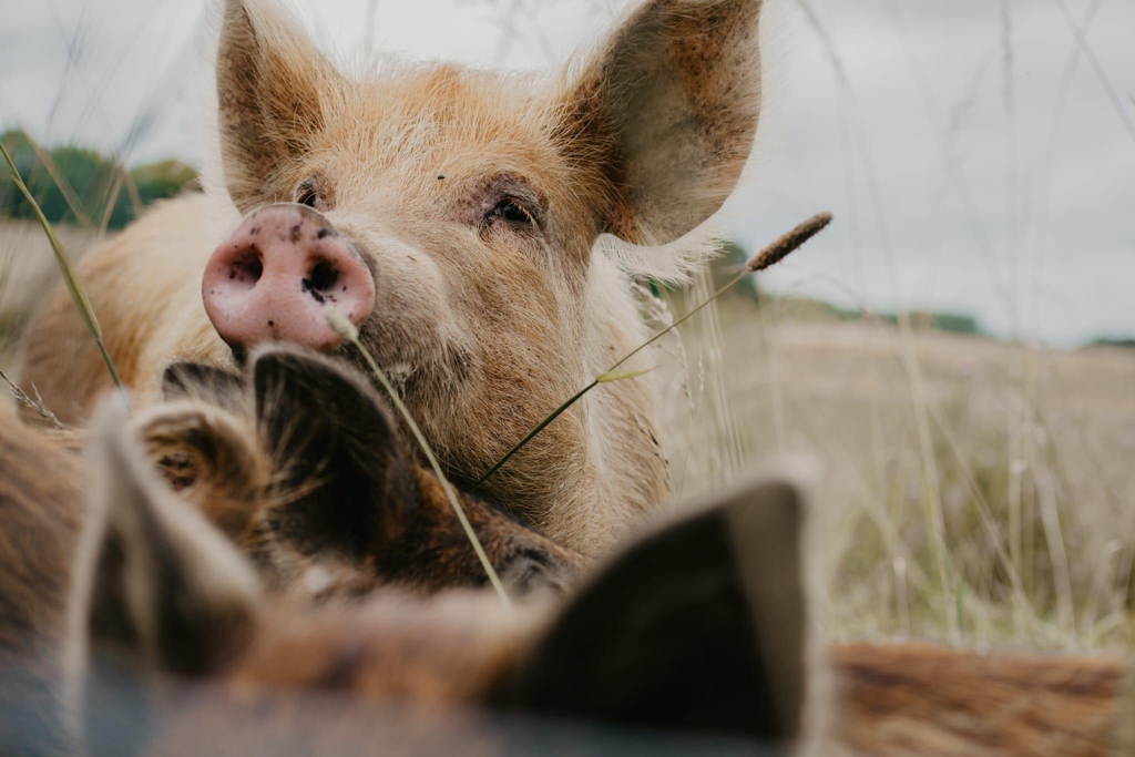 Free range, high welfare pork. Organic fed pork. High quality meat. 