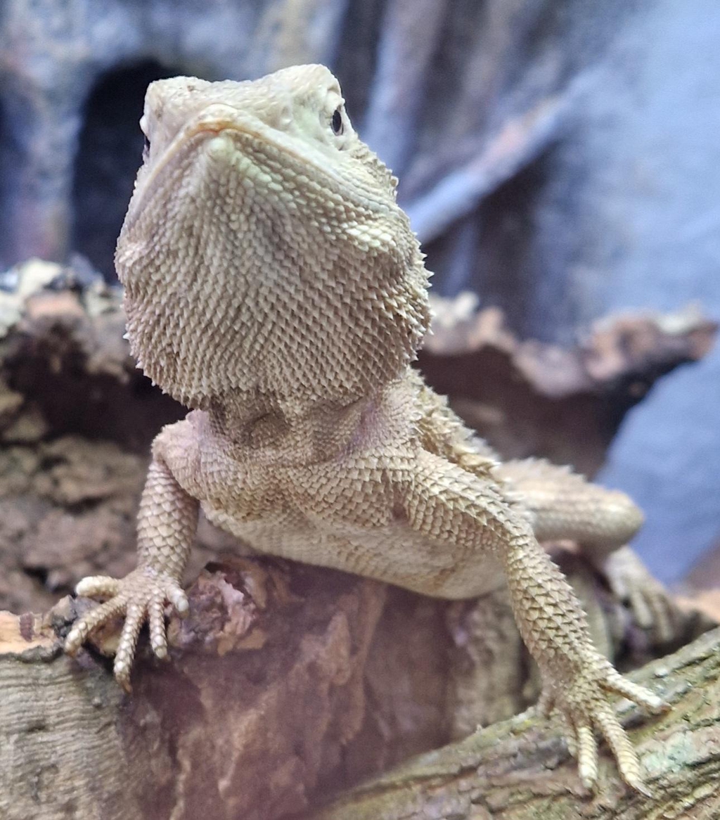 reptiltillbehör akvarietillbehör tillbehör reptil Arcadia