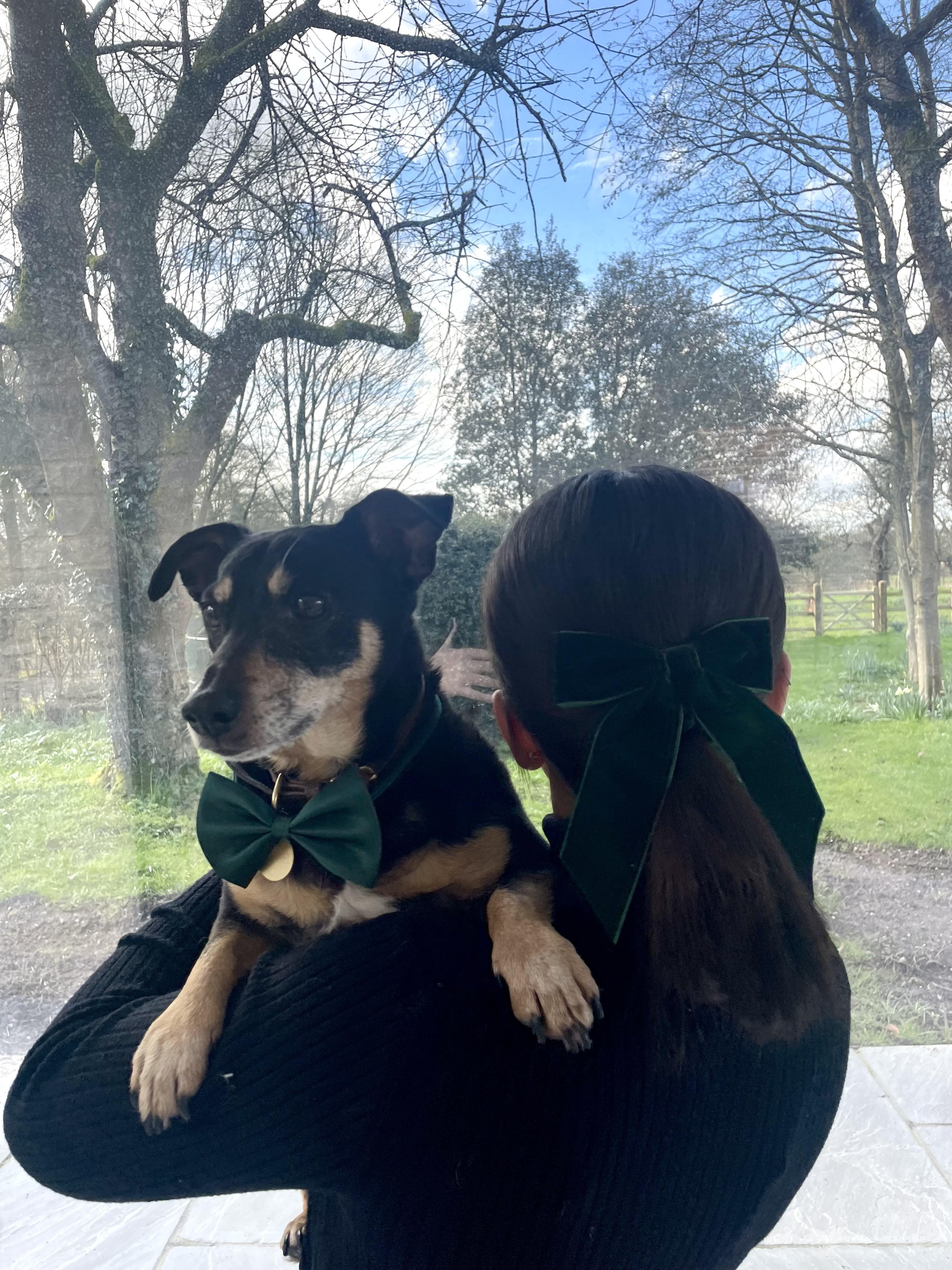 Pet Accessories
