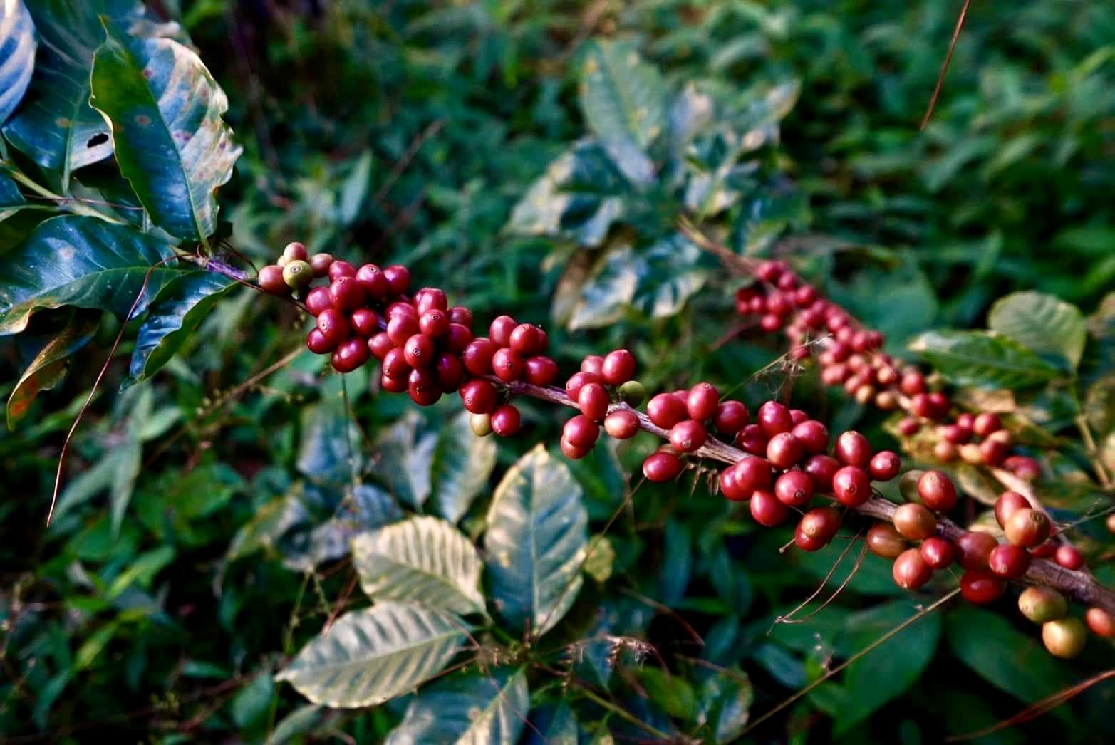 cerise de café thaïlandais